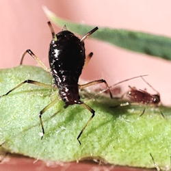 Uroleucon murale